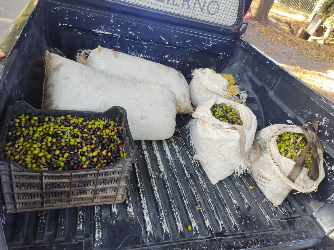 Aceitunas 2