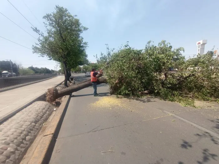 ramas arboles caidos en rutas 2