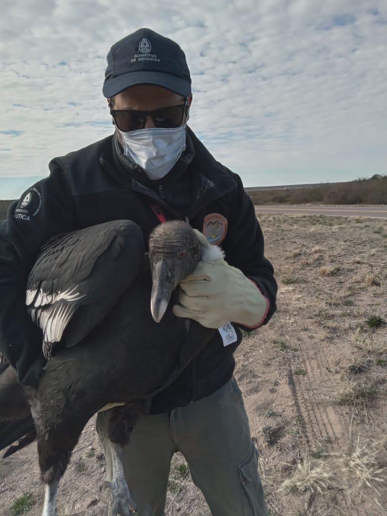 condor hembra intoxicada sr 8