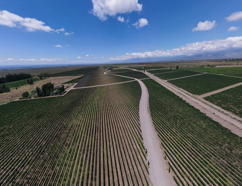 Viñedos de Huentala Wines en Gualtallary