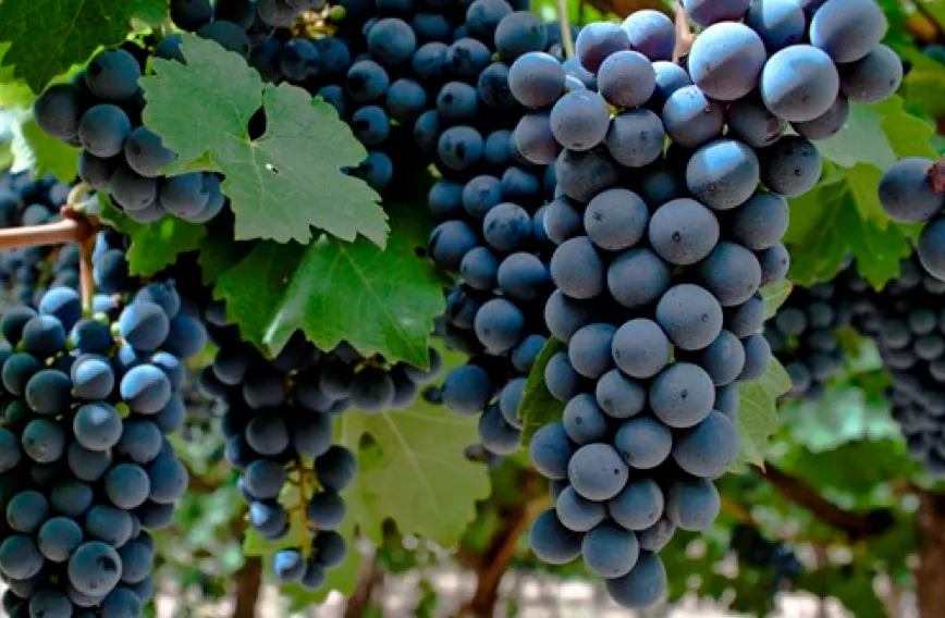 Variedad Bonarda
