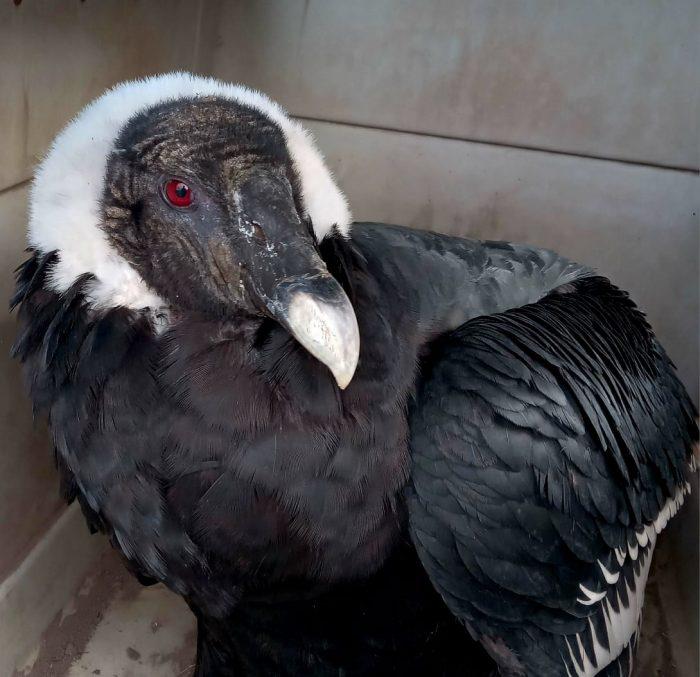 condor hembra intoxicada sr 4