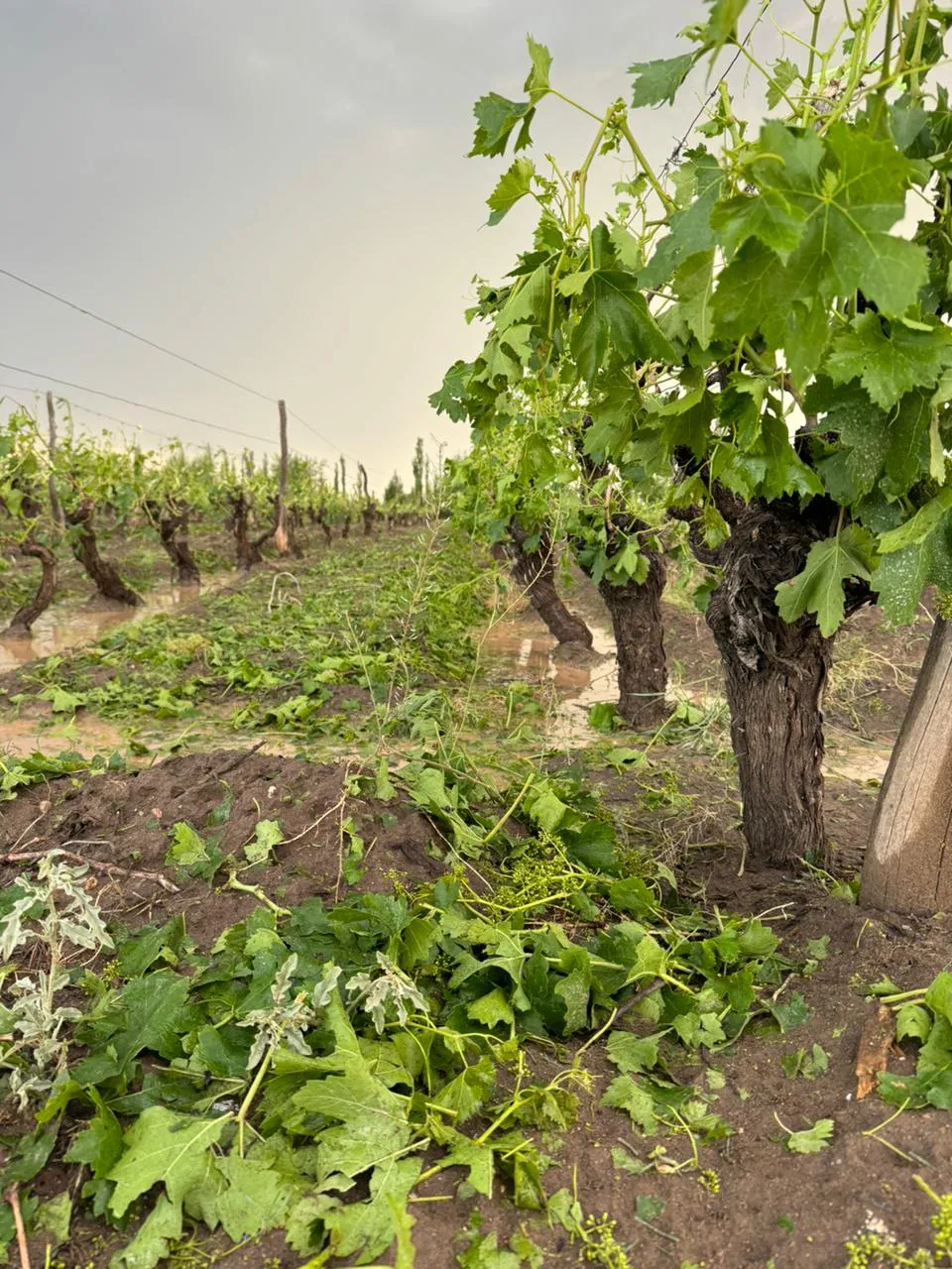 Piedra San Rafael 1112024