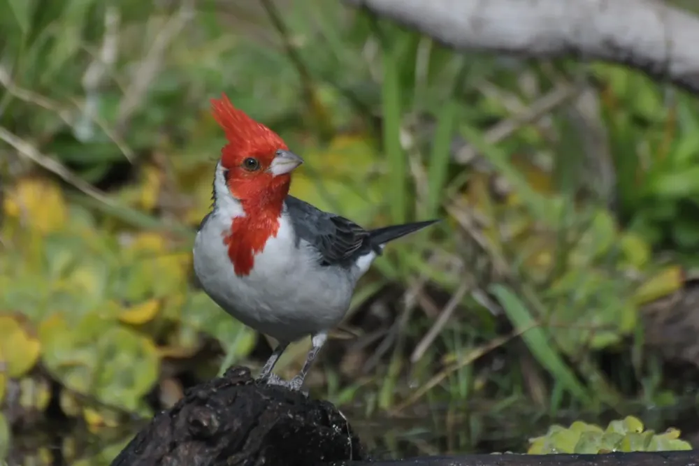 Cardenal-Copete-Rojo-Samuel-Olivieri-2-1536x1024