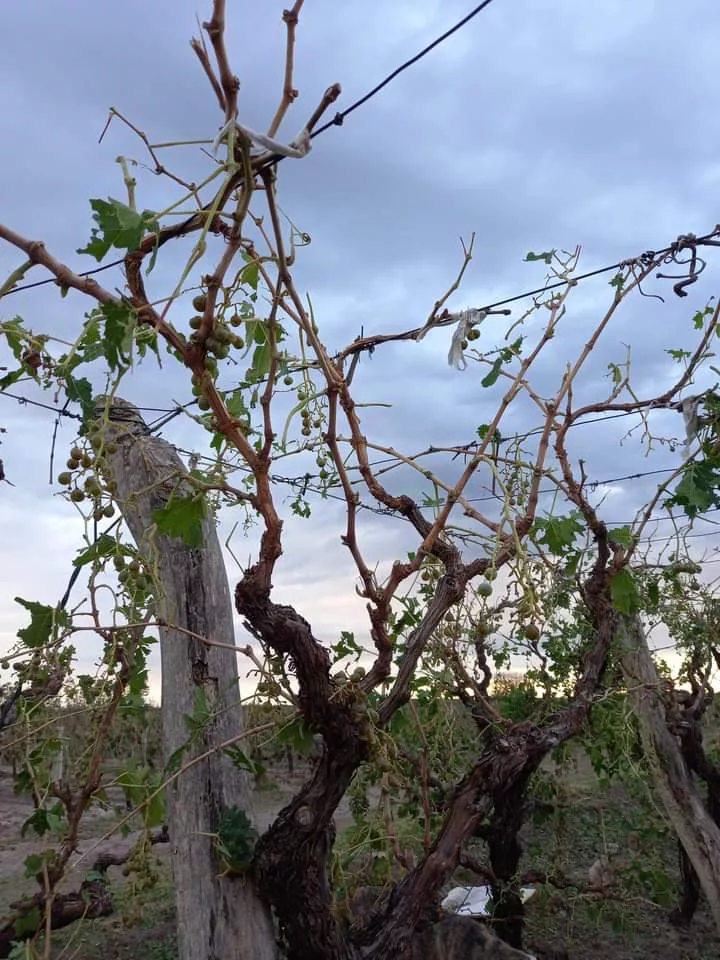 Granizo Este 12/01/23