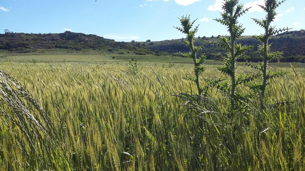 CamposOrganicosTrigo Paititi