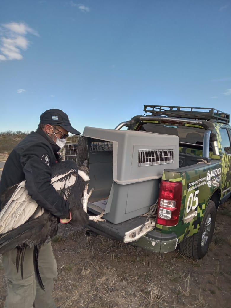 condor hembra intoxicada sr 7