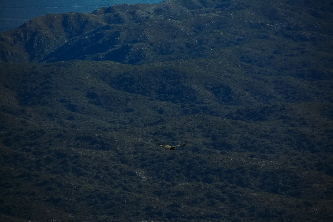 Condor-1
