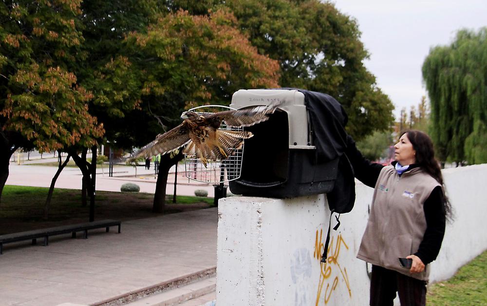 gavilanes liberacion (5)