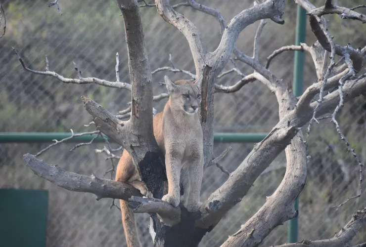 puma reserva La Florida