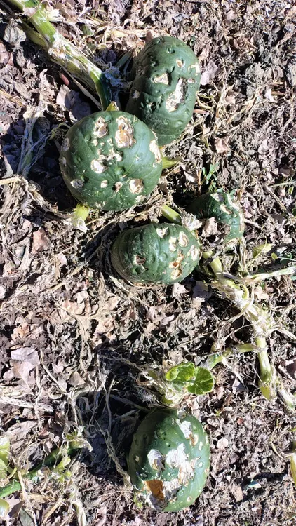 cfccc1d7-c1b2-473d-8ce8-8f06857507f3