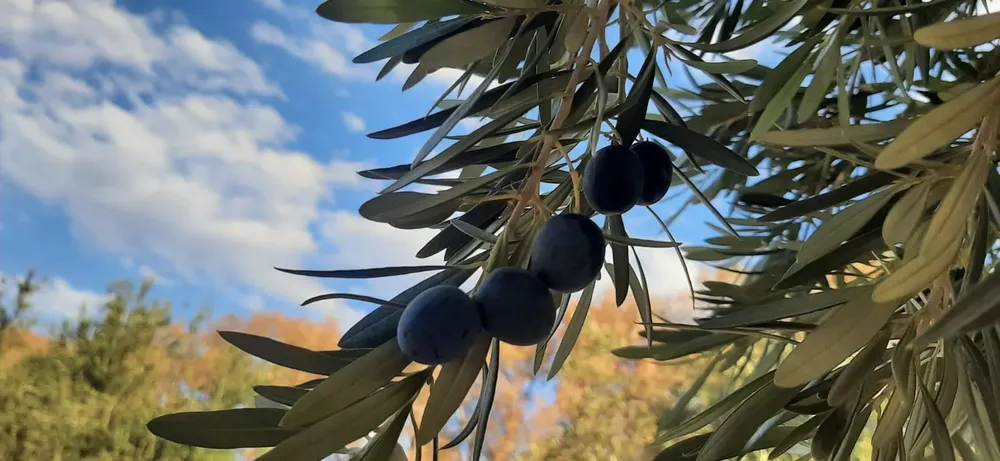 olivas_negras