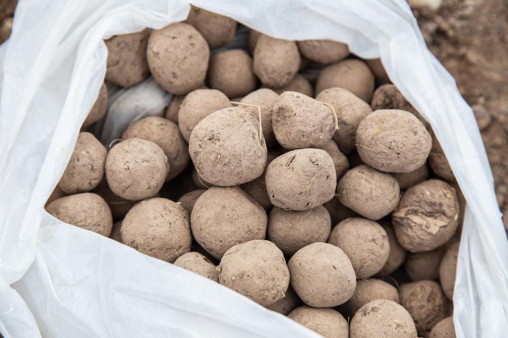 siembra semillas autoctonas 5