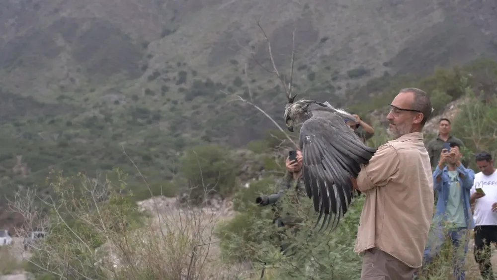 aguila coronada liberada SJ 2025