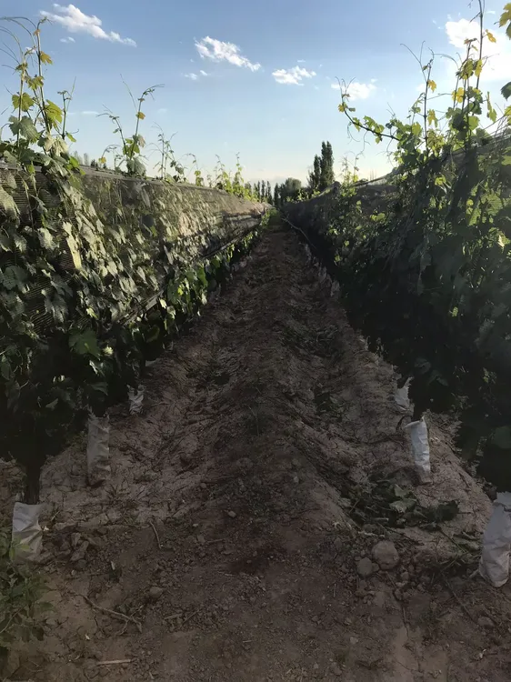 bodega_lamadrid_hileraviñedo