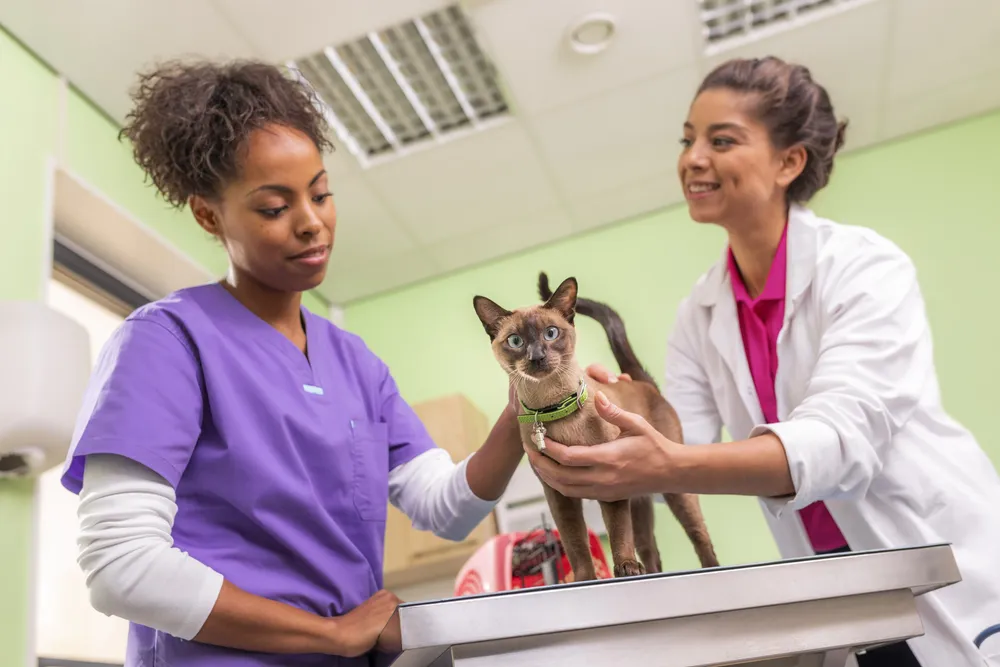 Feline_Bravecto_vet_clinic_7007_hi_300dpi