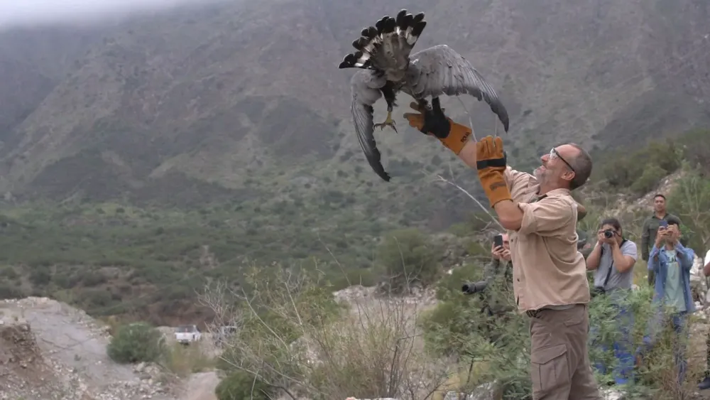 aguila coronada liberada SJ 2025