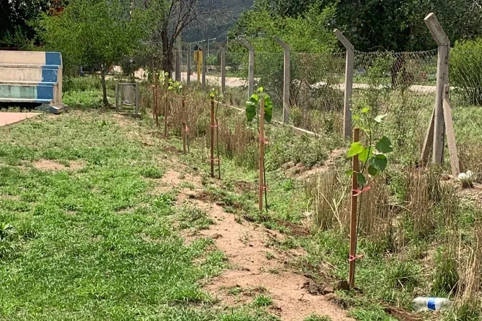 forestacion quines 3