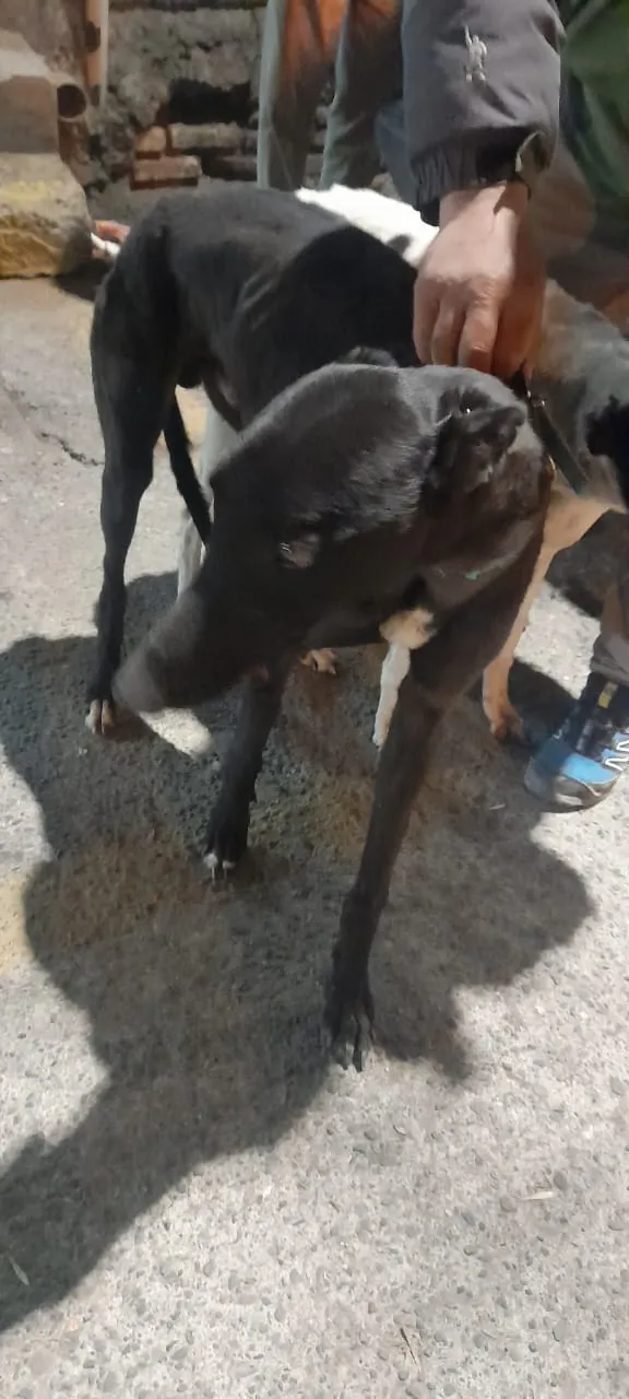 animales silvestres faenados (3)