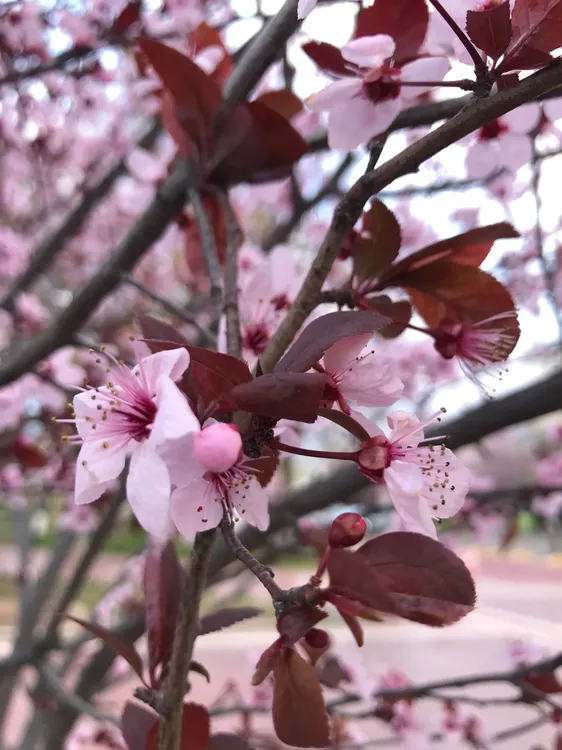 primavera maipu