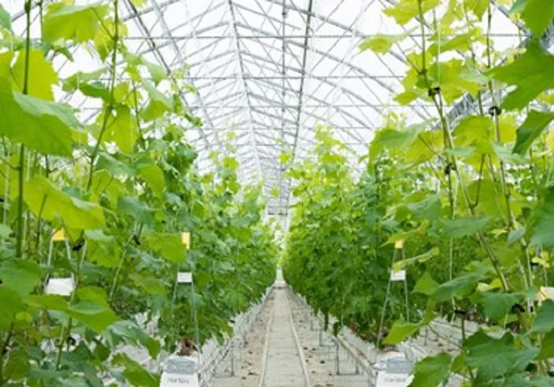 Planta Madre de premultiplicacion Producción intensiva bajo invernadero