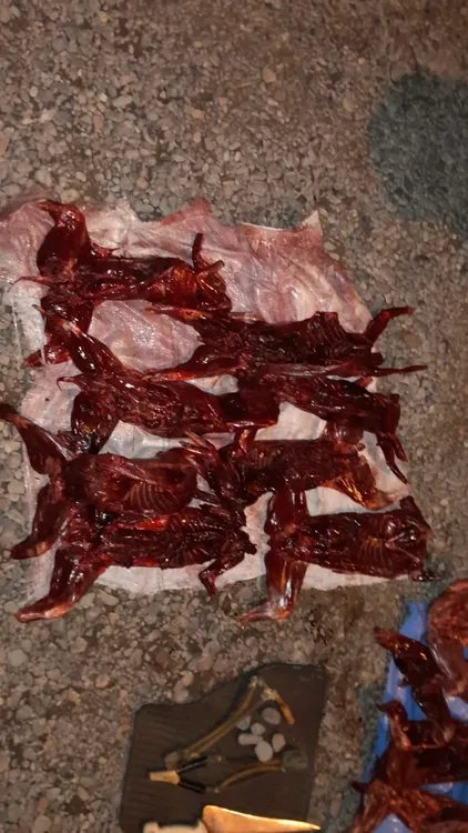 animales silvestres faenados (4)