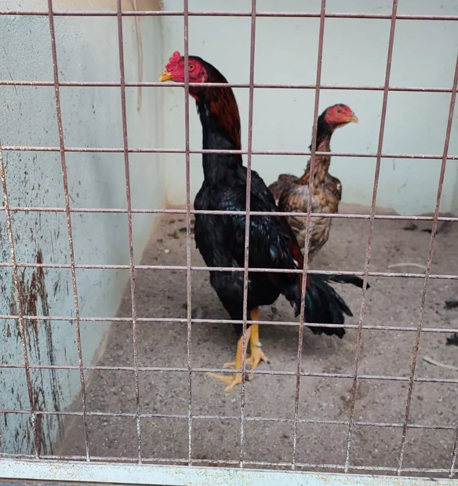 gallos de riña san juan