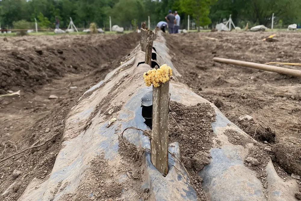 ecoparque forestación 2