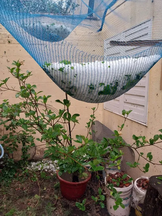 granizo san rafael 2024