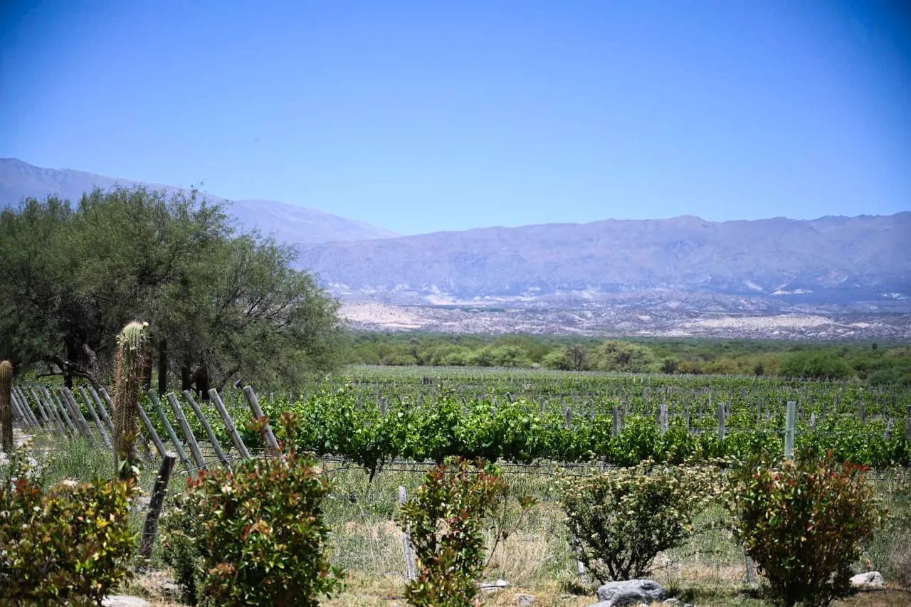 albarossa_valle