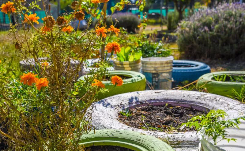 Ambiente Guaymallén 2022 (11)