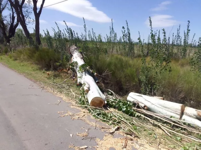 caida de arboles 3