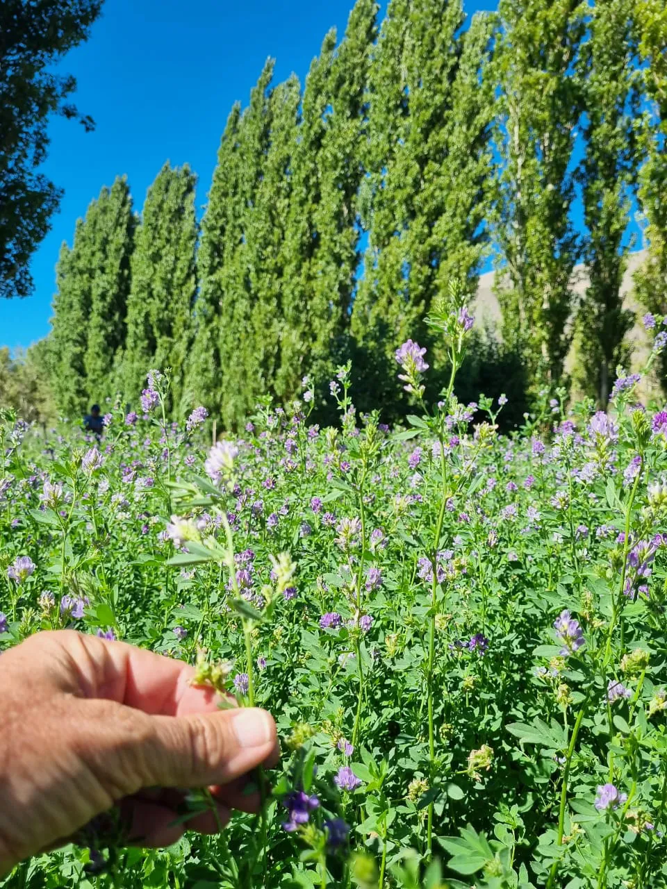 WhatsApp Image 2025-07-31 at 8.50.04 AM