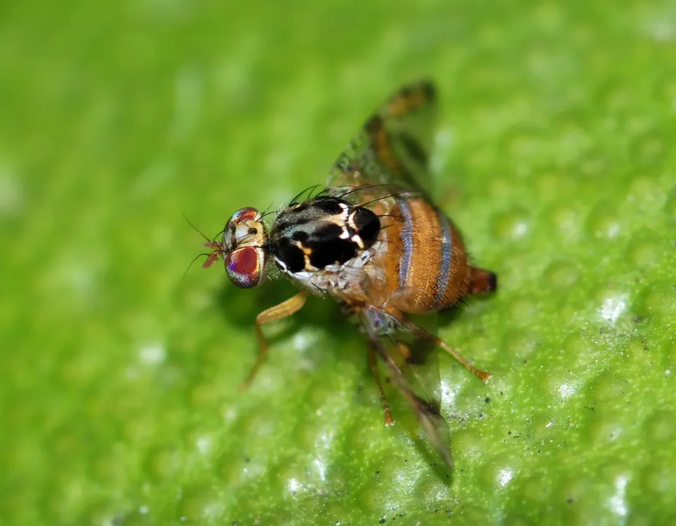 Fly_October_2008-4