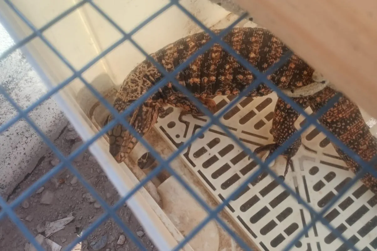 WhatsApp-Image-2026-01-12-at-6.53.39-PM-igua