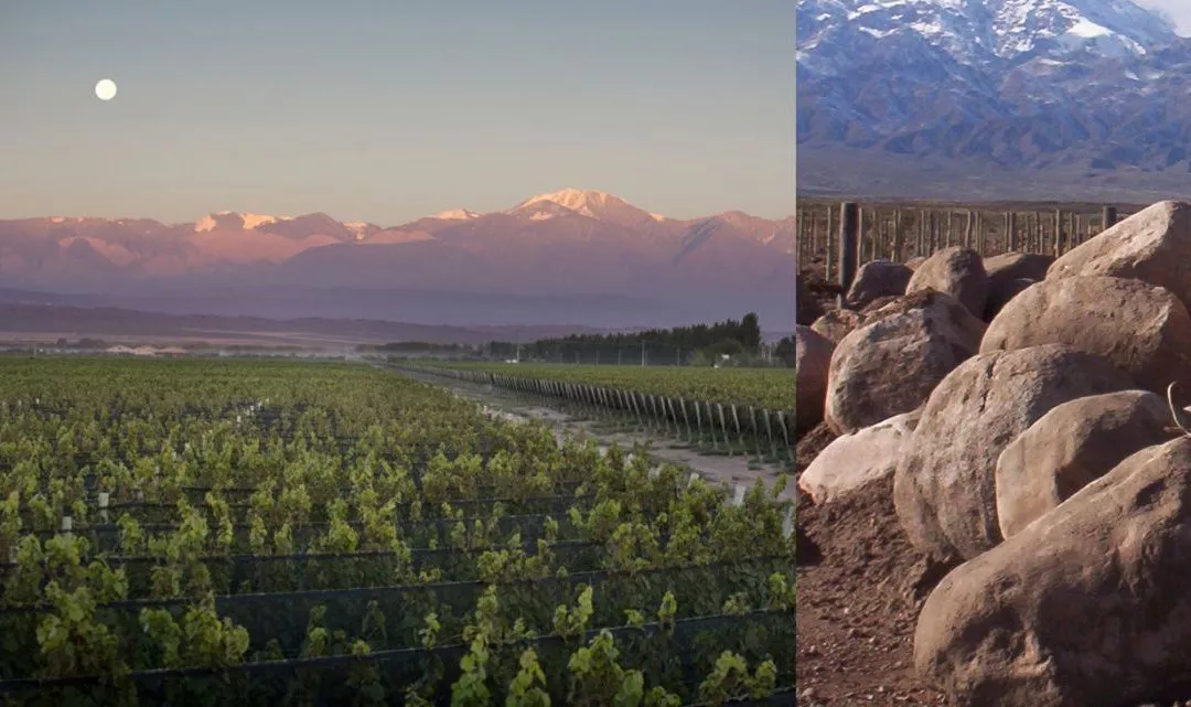 Suelo-viñedos-caracterización-estudio-1080x641