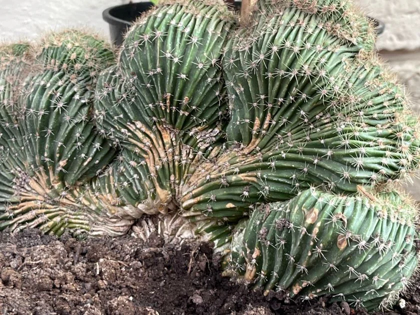Bicitour Coffee Garden cactus