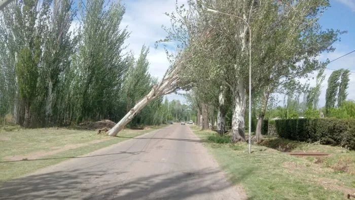 caida de arboles 2