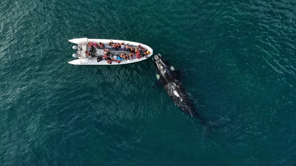 Barco