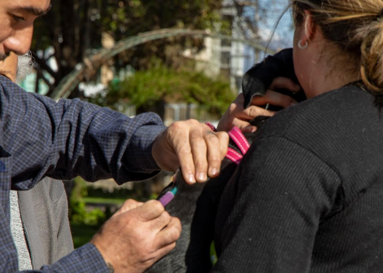 Vacunación Maipú 3