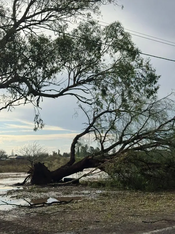 real del padre 06012025