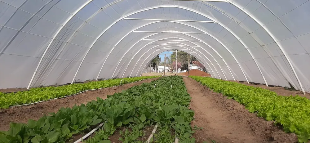 imnvernadero_plantaciones