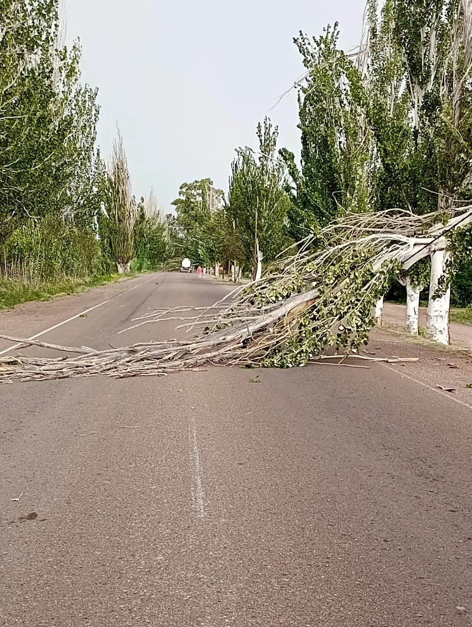 WhatsApp Image 2025-01-23 at 9.49.13 PM