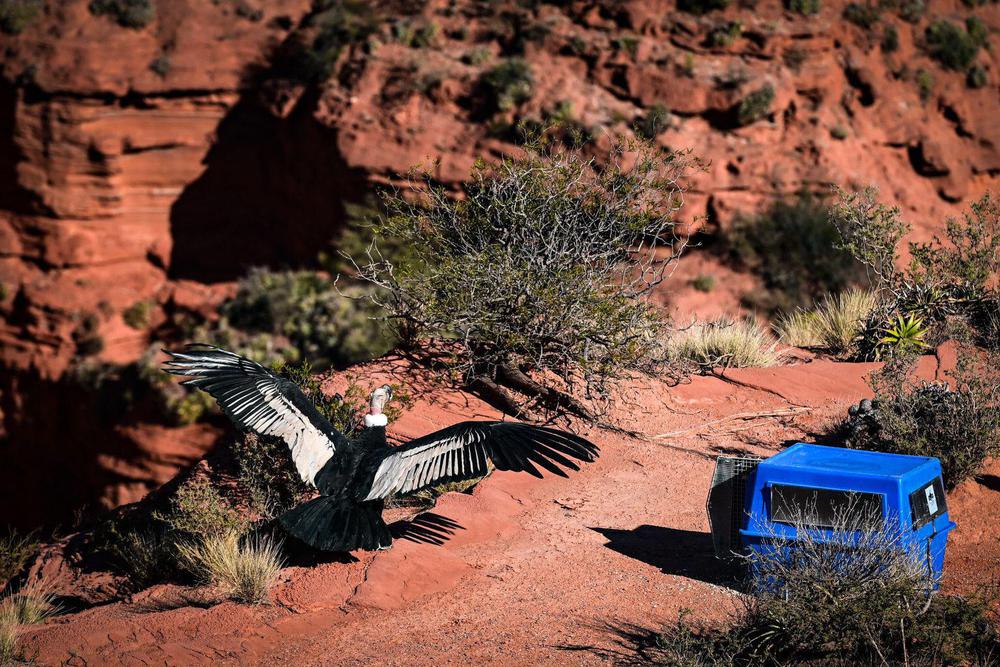 condor sierra las quijadas 2024