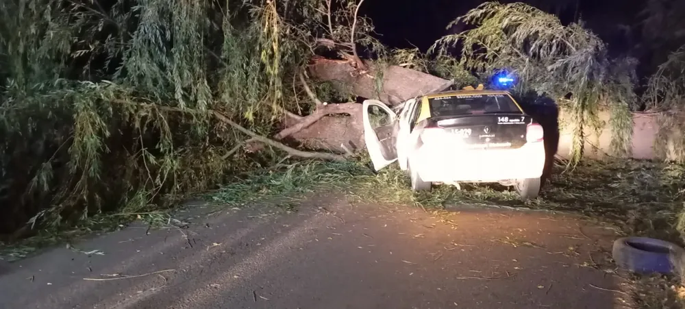 taxista muerto arbol zonda