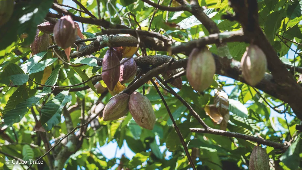 Cacao-Trace Cocao plantation