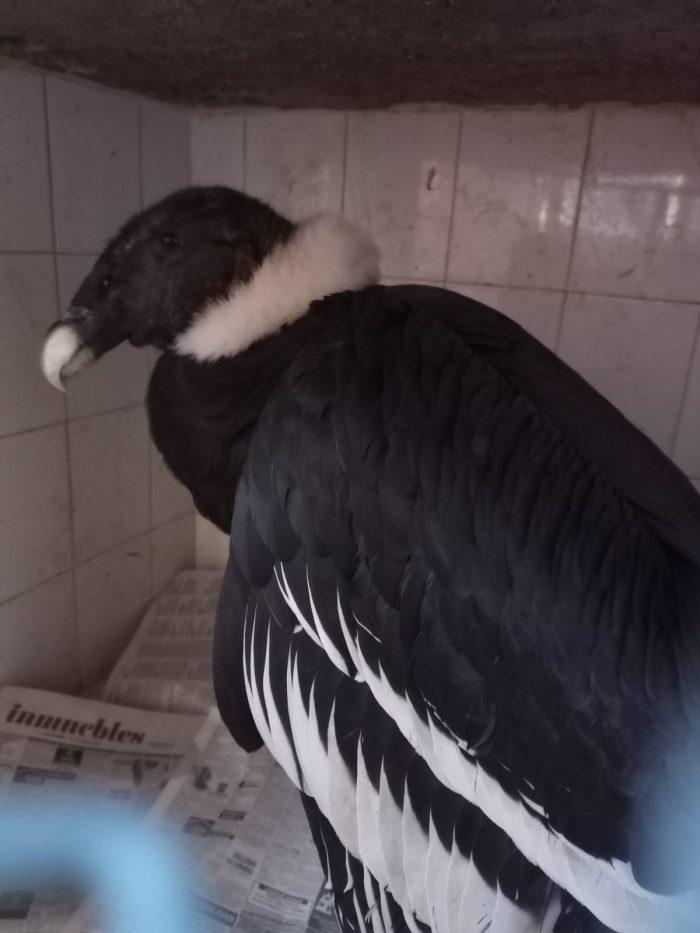 condor hembra intoxicada sr 3
