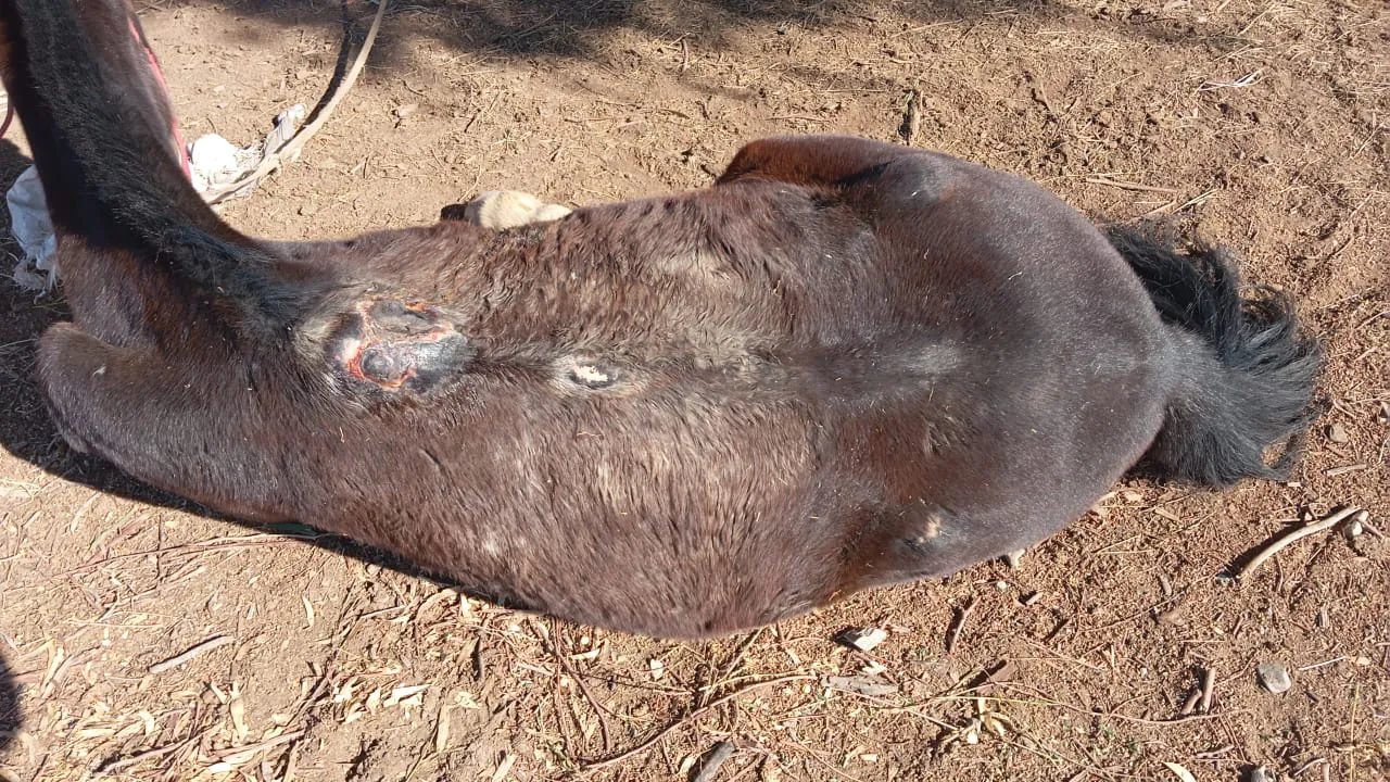 WhatsApp Image 2025-05-30 at 7.38.15 PM (1)