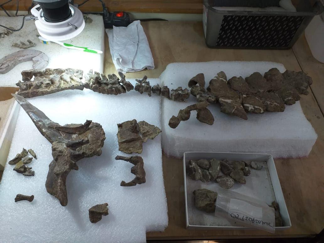 dinosaurio acorazado 2