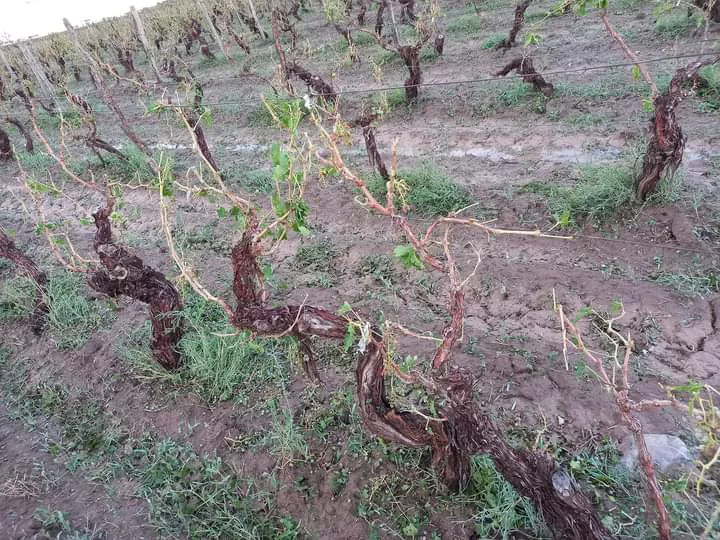 Granizo Este 12/01/23